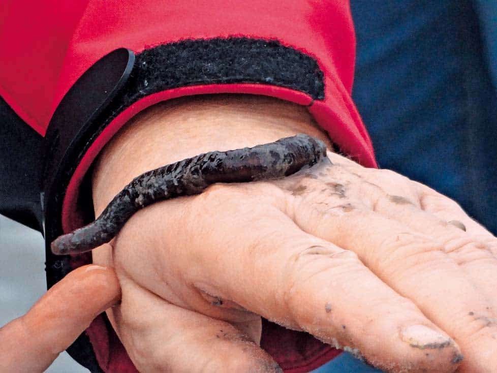 Wattwurm auf Hand bei Wattwanderung