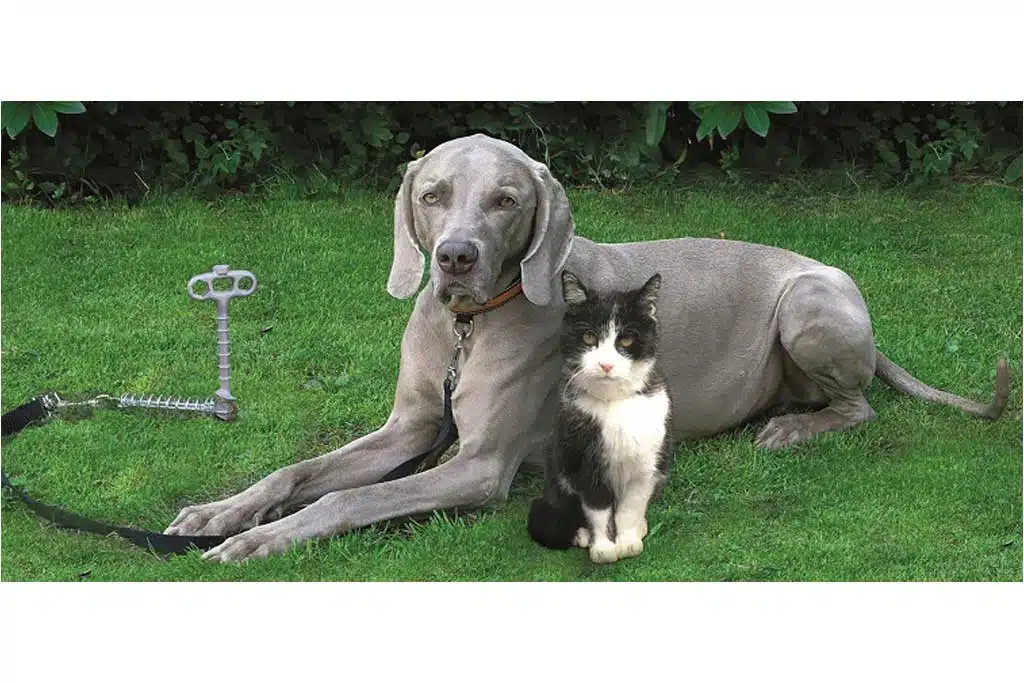 PeggyPeg PetPeg Tierhalterung