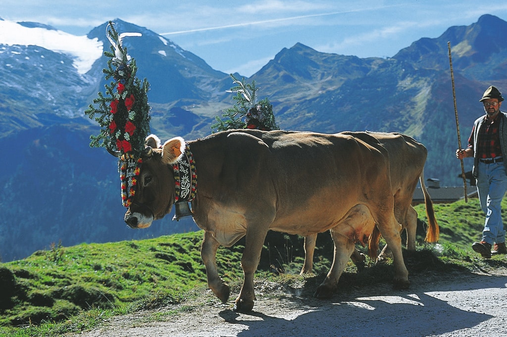 Almabtrieb - eine hundertjährige Tradition in Tirol