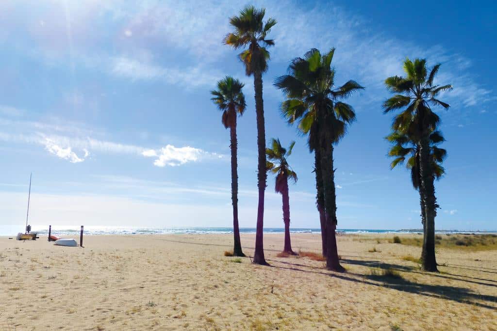 Einige Palmen auf einem weitläufigen Strand