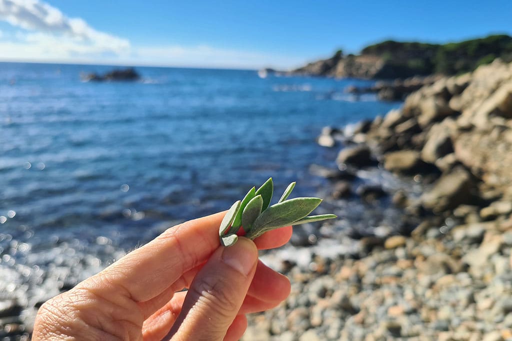 Etwas gepflückter Meeresfenchel in der Hand
