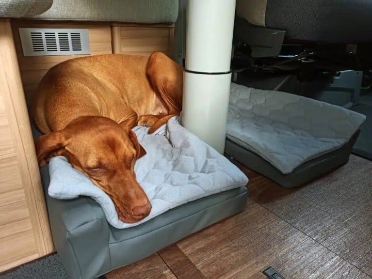 Hund im Wohnmobil oder Wohnwagen auf einem spziellen Hundepolster.